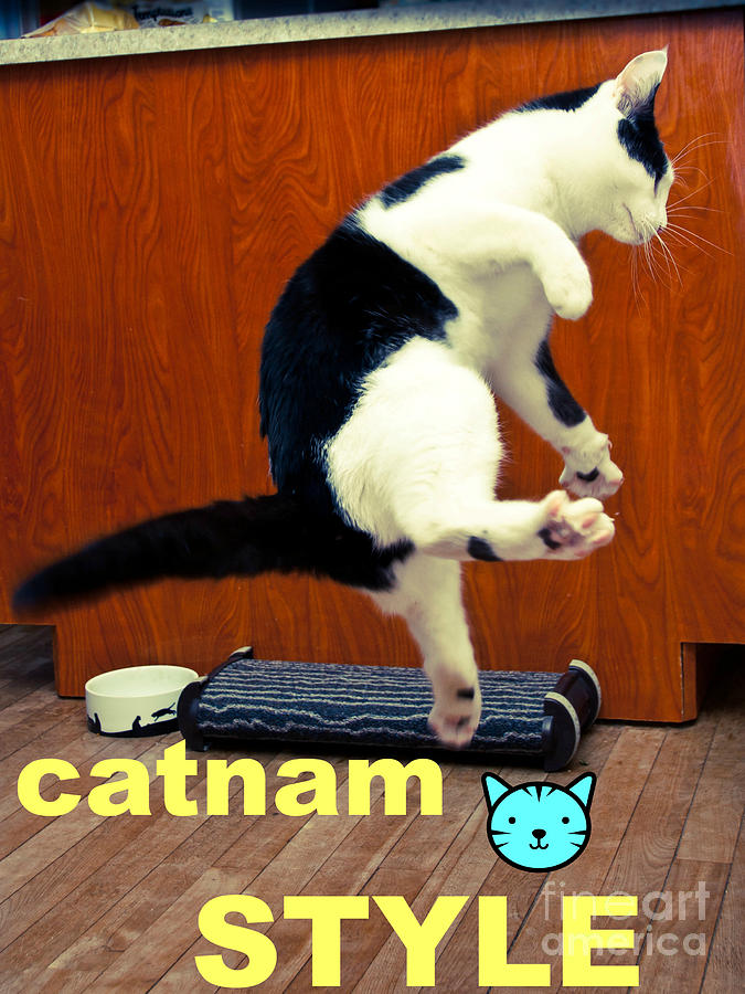 Cat Photograph - Catnam Style by Cheryl Baxter