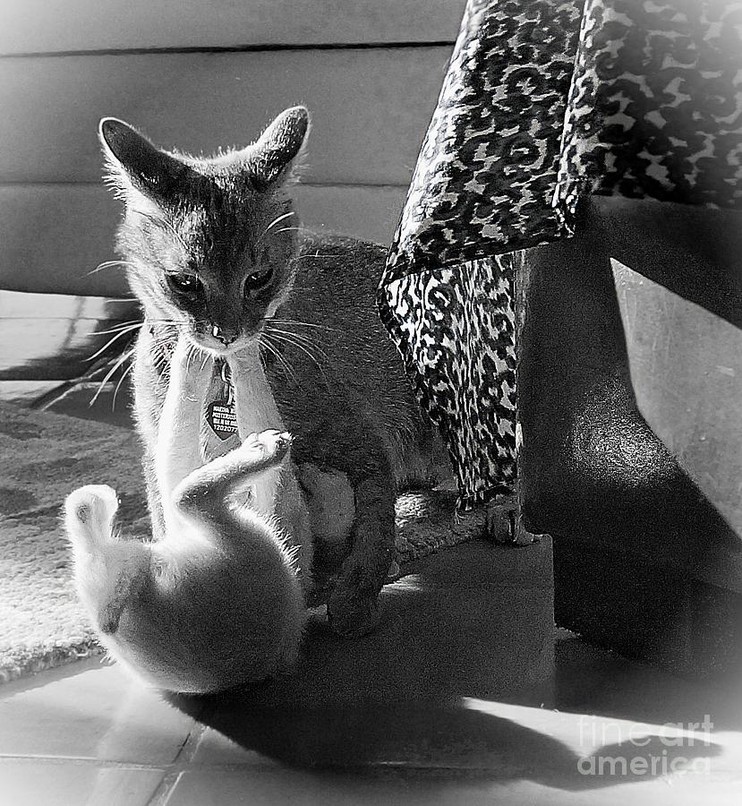 Cats At Play Photograph by John  Kolenberg
