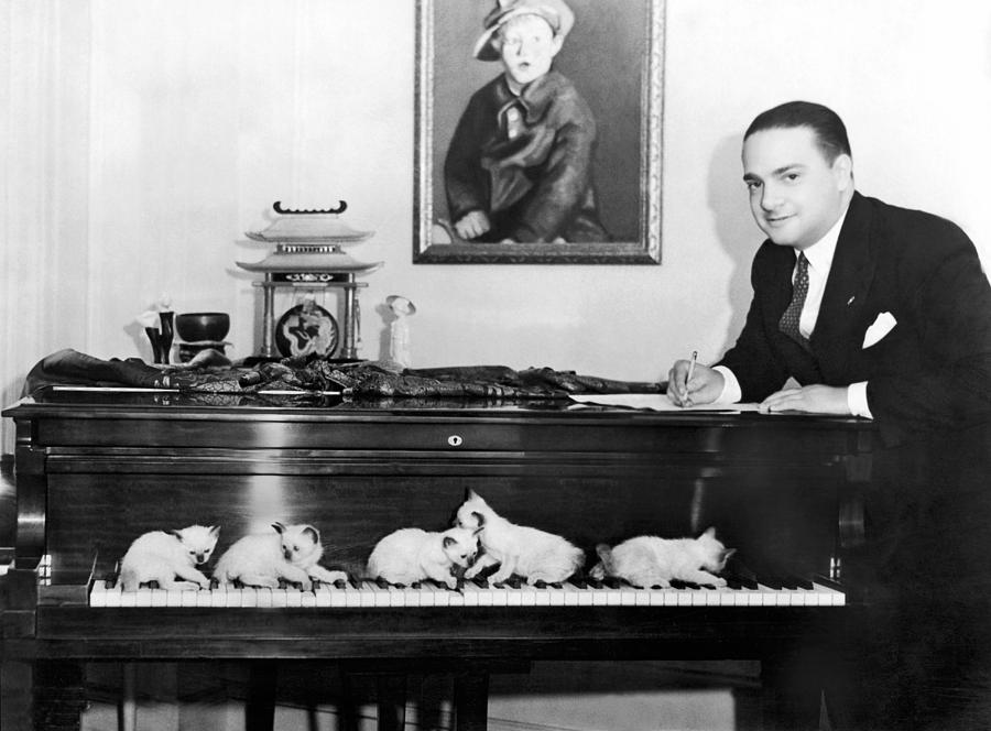 1920s Photograph - Cats Composing by Underwood Archives 1920s Photograph - Cats Composing by Underwood Archives