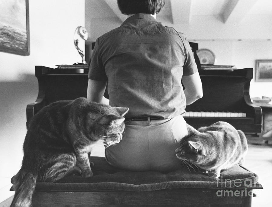 Cats Critique Piano Playing Photograph by Joan Baron