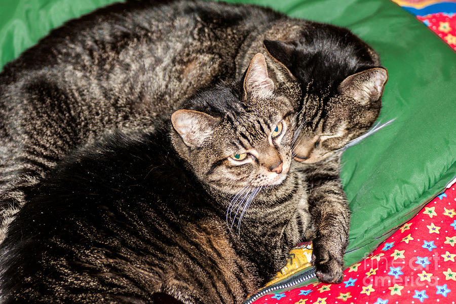 Cats Cuddling Photograph by Sue Smith