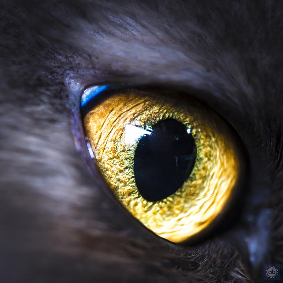 Cats eye Photograph by Anatole Beams