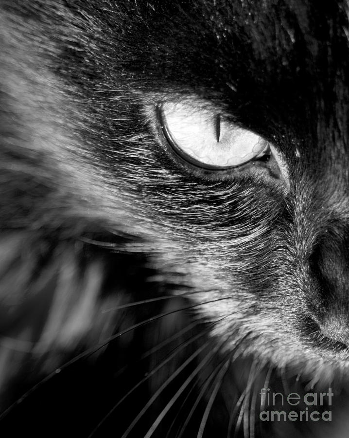 Cats Eye Black and White Photograph by THP Creative