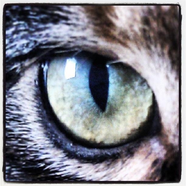 Cat Photograph - Cats Eye by Kym Wilson