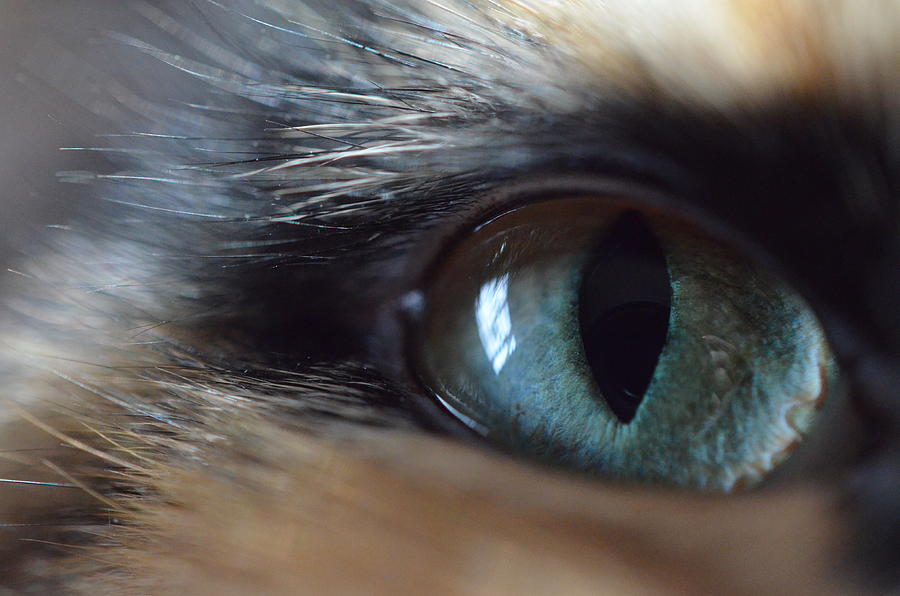 Up Movie Photograph - Cats Eye by Meghan Cahilly