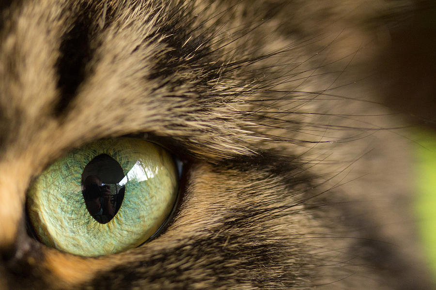Cat Photograph - Cats Eye by Shane Holsclaw