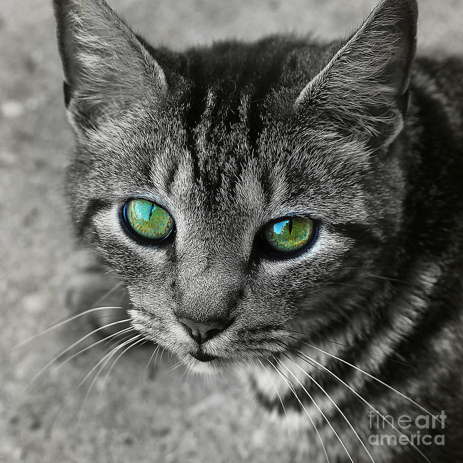Cats Eyes Photograph by Judi Bagwell