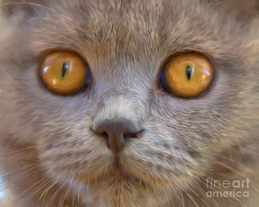 Cats eyes Photograph by Sheila Smart Fine Art Photography