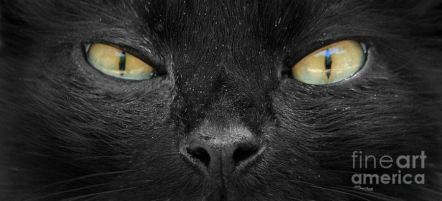 Cat Photograph - Cats Eyes by Terri Mills