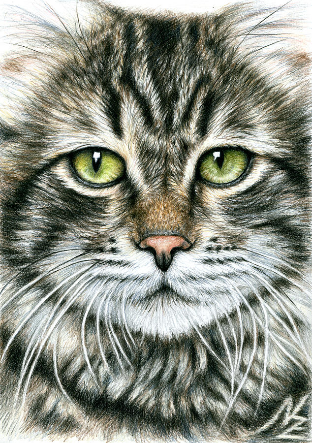 Cats Face Drawing by Nicole Zeug