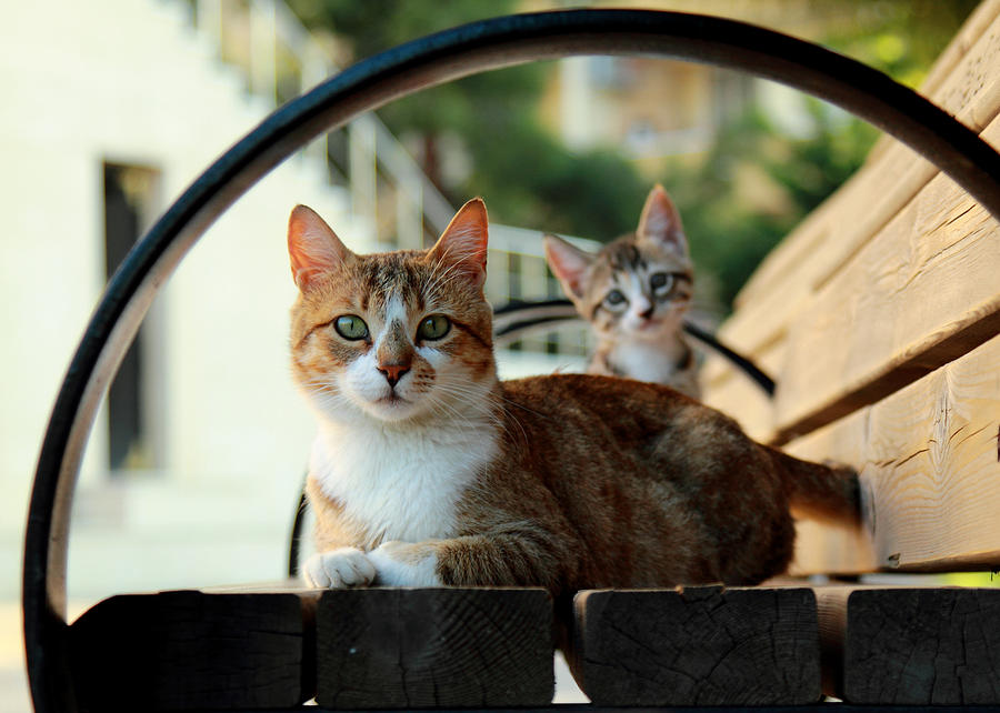 Cat Photograph - Cats Family by Zafer GUDER