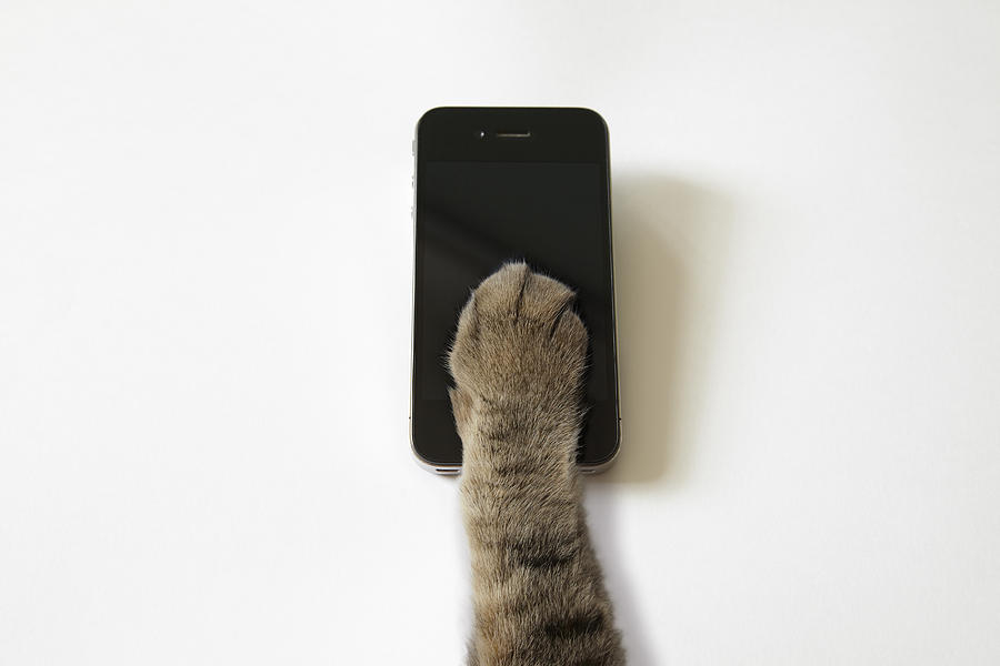 Cats hand to operate the touch panel. Photograph by Sudo Takeshi