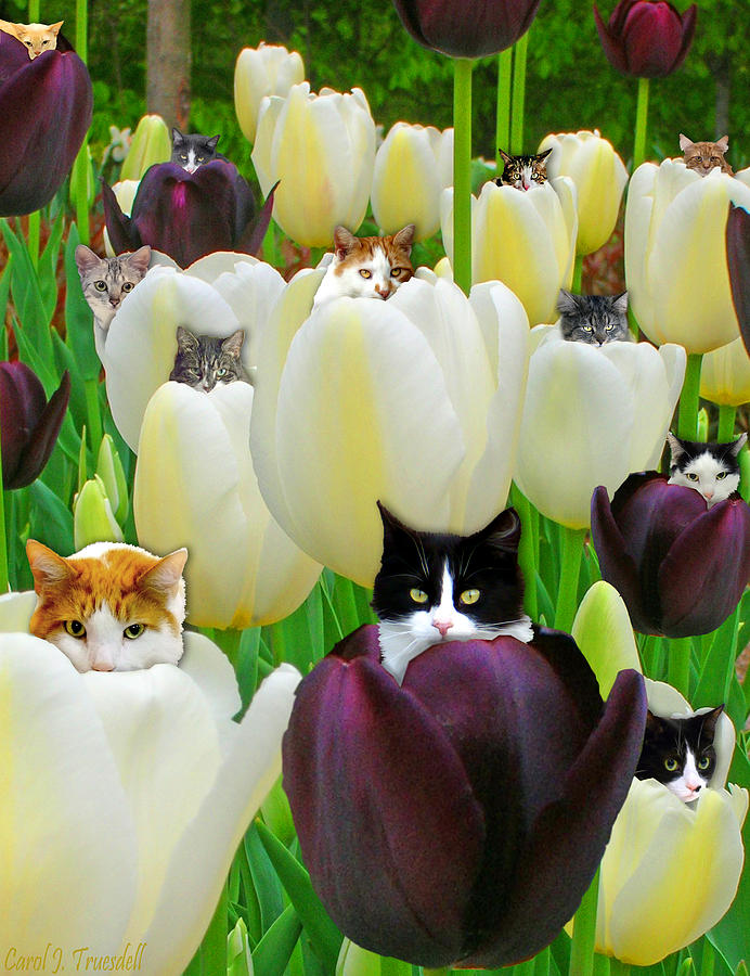 Cats in Field of Tulips Photograph by Carol Truesdell Fine Art America