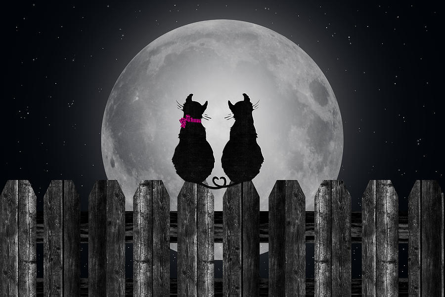 Cat Mixed Media - Cats in the Moonlight by Maria Dryfhout