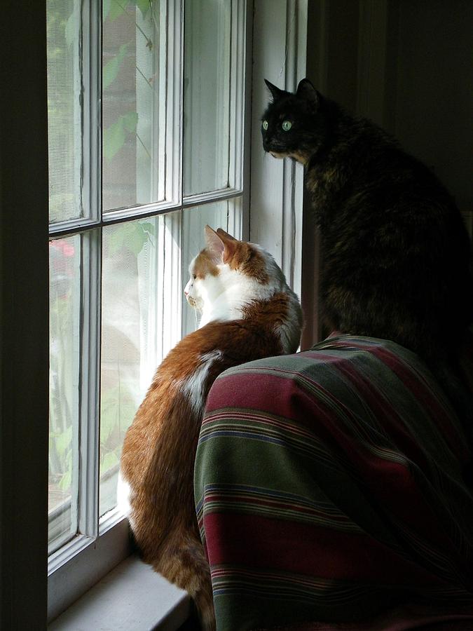 Cat Photograph - Cats in Window by Sharon Popek