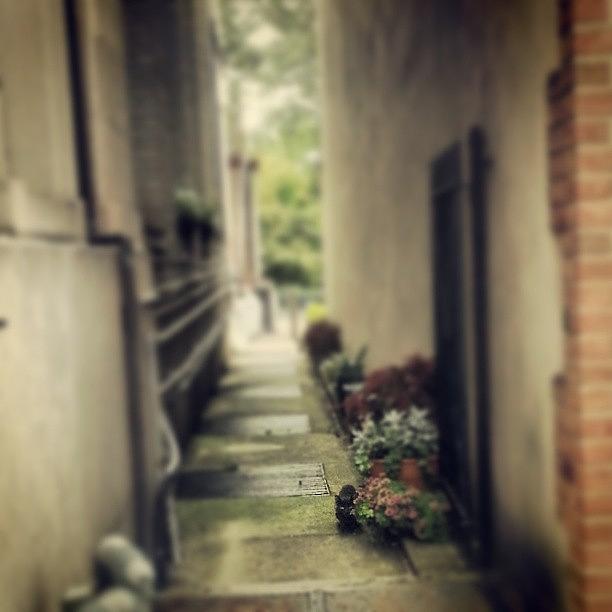 Flower Photograph - #cats #kittens #flowers #alley by Philip Grant