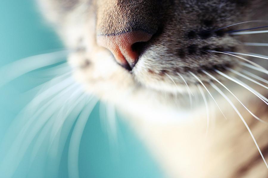 Cats Nose And Whiskers, Close Up Photograph by By Julie Mcinnes
