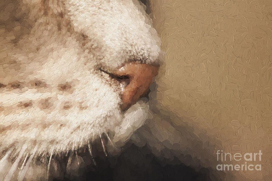 Cats nose Photograph by Sheila Smart Fine Art Photography