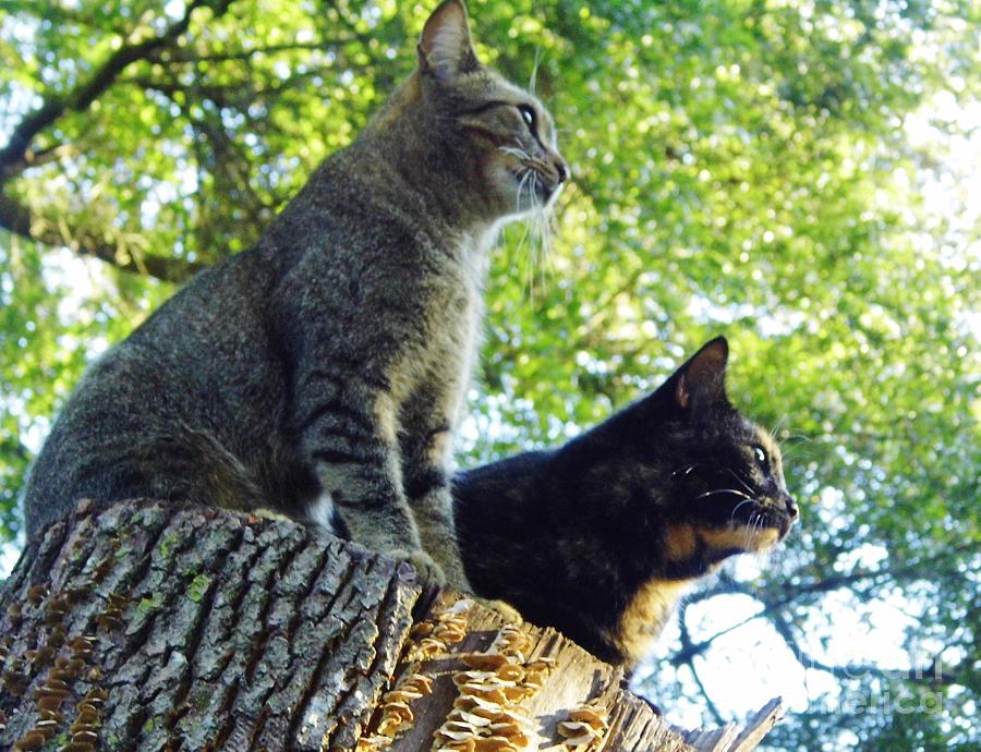 Cats On A Stump Photograph by D Hackett