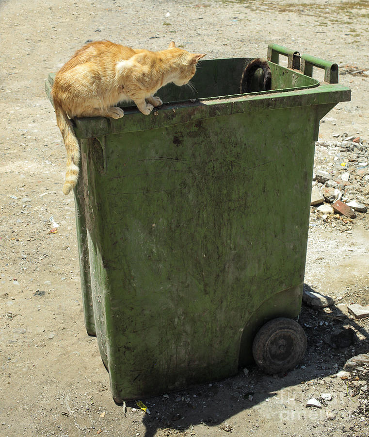 Cats on and in garbage container Photograph by Patricia Hofmeester