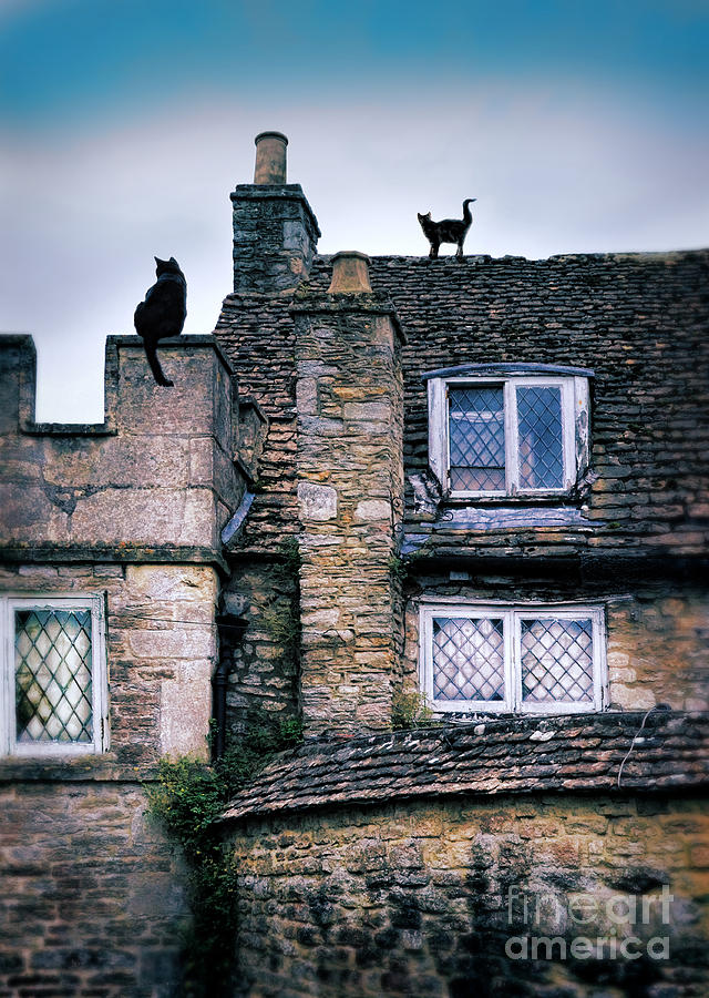 Cats on Stone Houses Photograph by Jill Battaglia