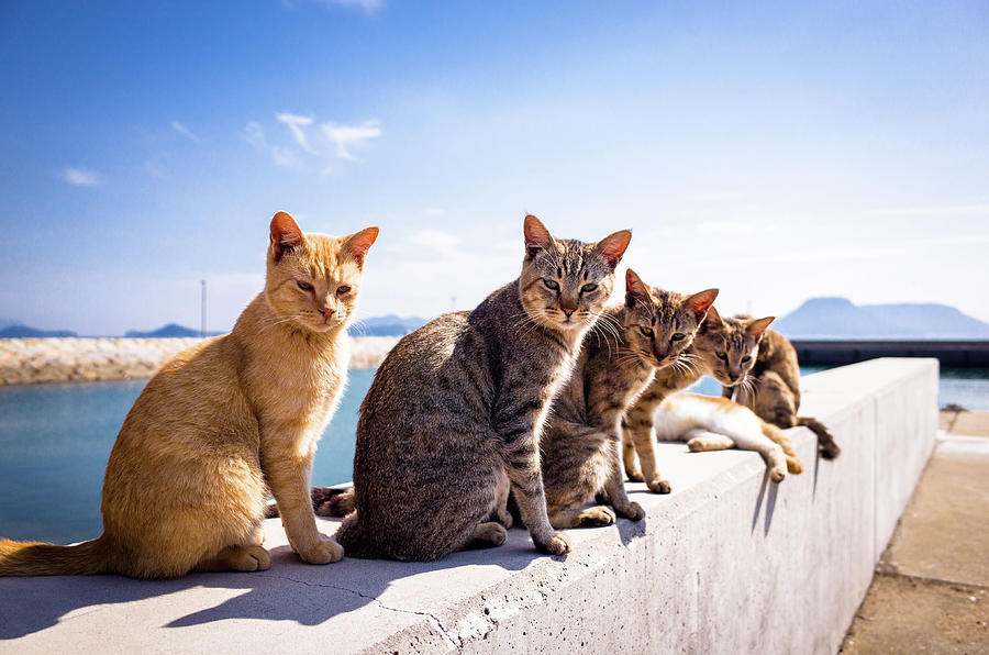 Cats Sitting On The Bulwark Photograph by Marser