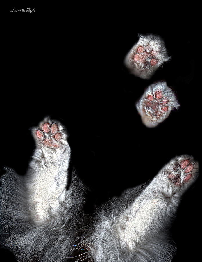 Catscan Photograph by Karen Slagle