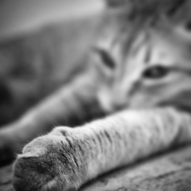Animal Photograph - #catstagram #cats #lovecats #catlover by Neli Garcia