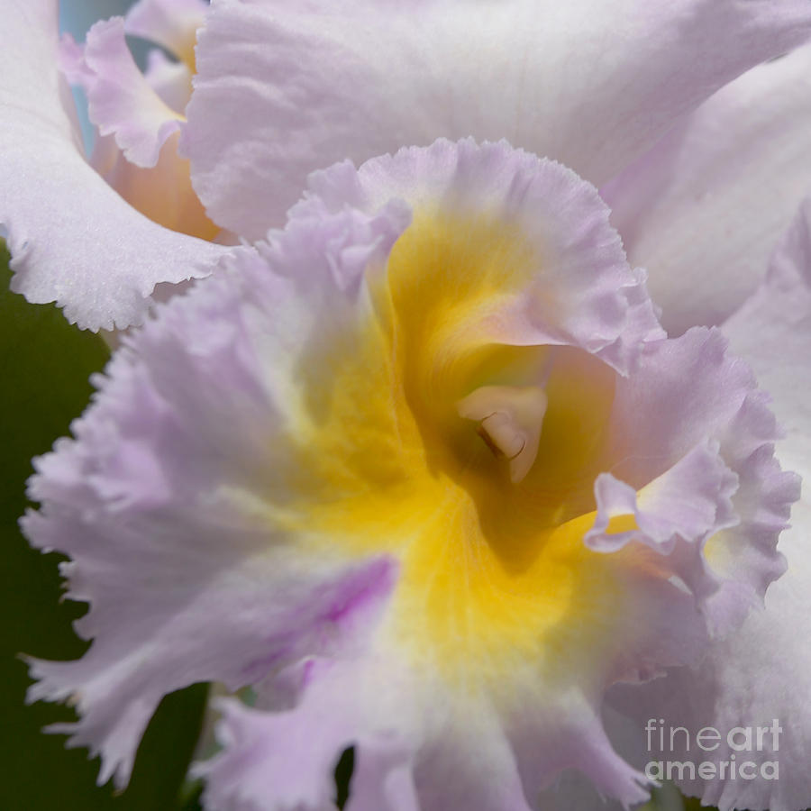 Orchid Photograph - Catt Lip by Terri Winkler