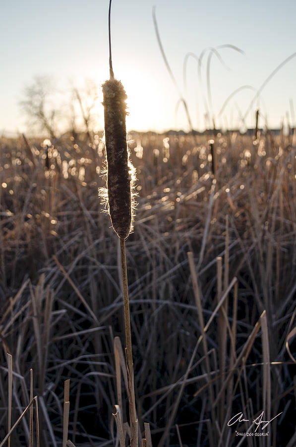 Cattail Photograph by Aaron Spong