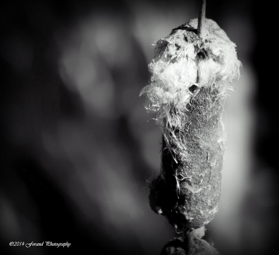 Cattail Black and White  Photograph by Debra Forand