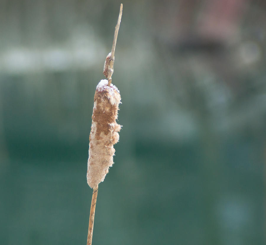 Winter Photograph - Cattail Close Up by Photographic Arts And Design Studio