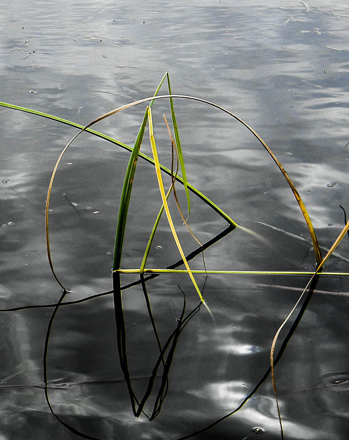 Abstract Photograph - Cattail Design by Christy Usilton
