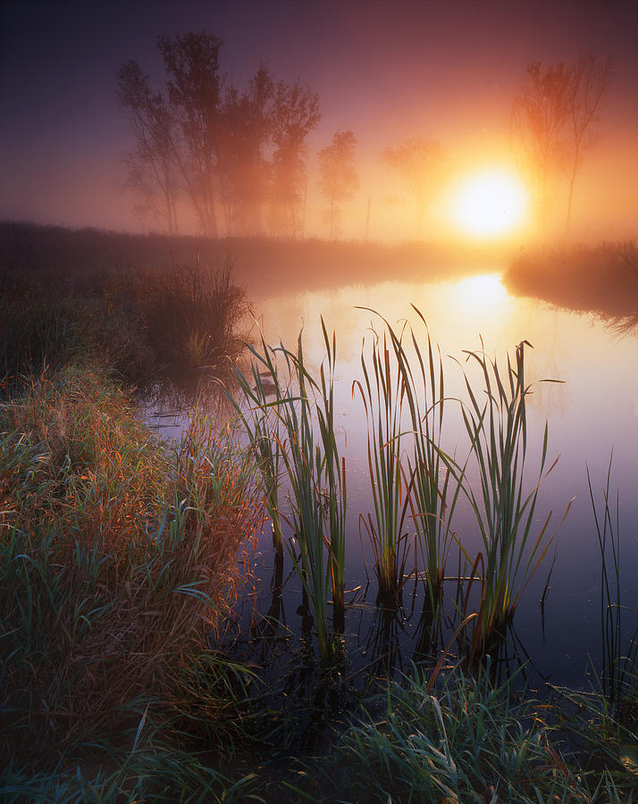 Cattail Fog Photograph by Ray Mathis