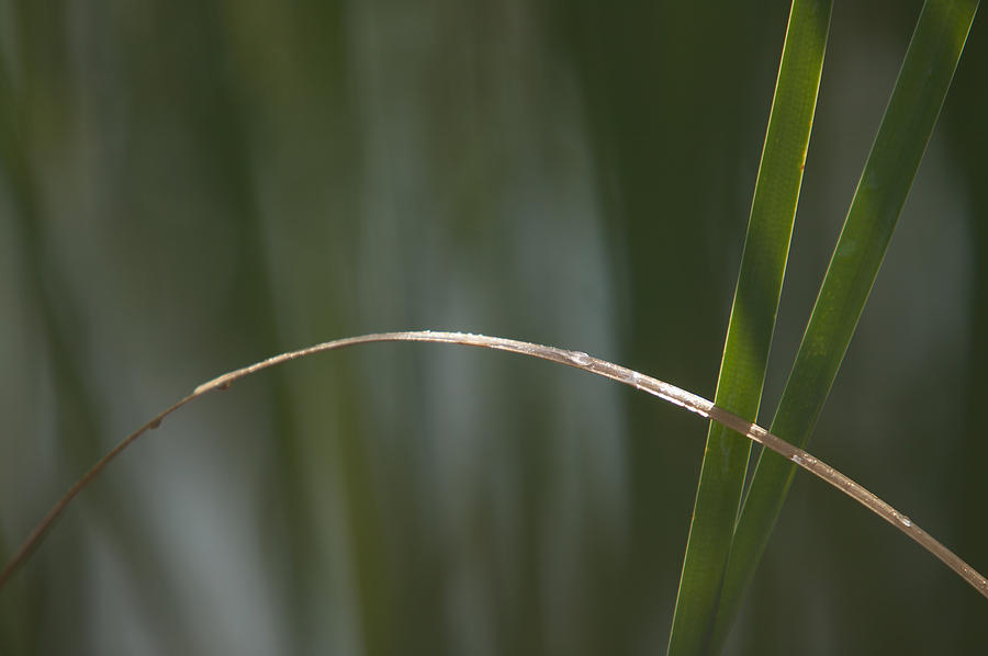 Cattail Leaves Photograph by Mark Harmel