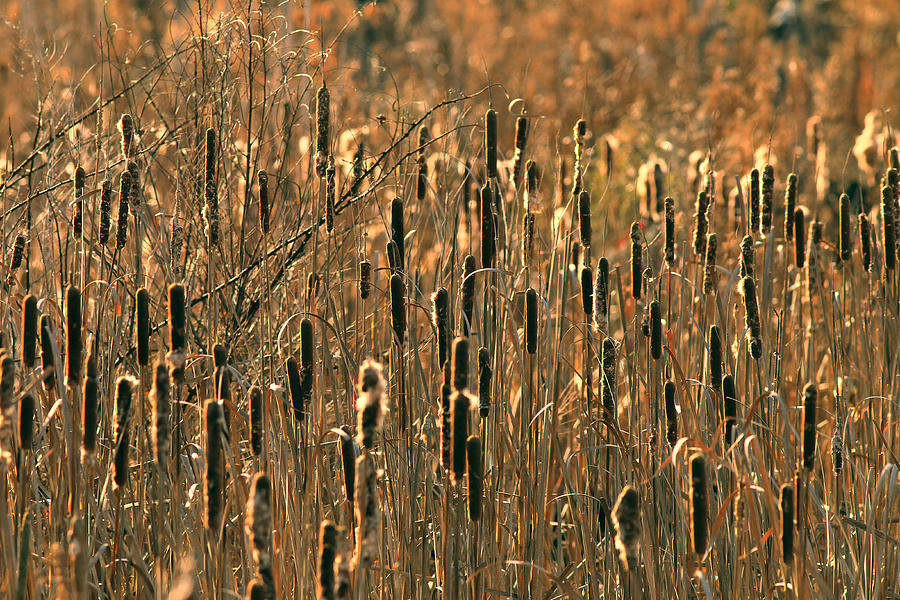 Abstract Photograph - Cattail Marsh by Pete Federico Abstract Photograph - Cattail Marsh by Pete Federico