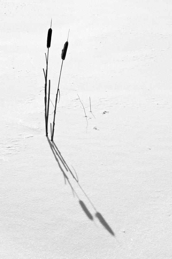 Winter Photograph - Cattail Shadows by Rob Huntley