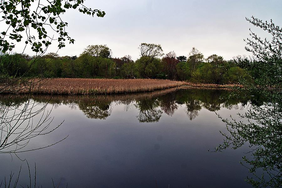 Cattail Swamp I Photograph by Joe Faherty
