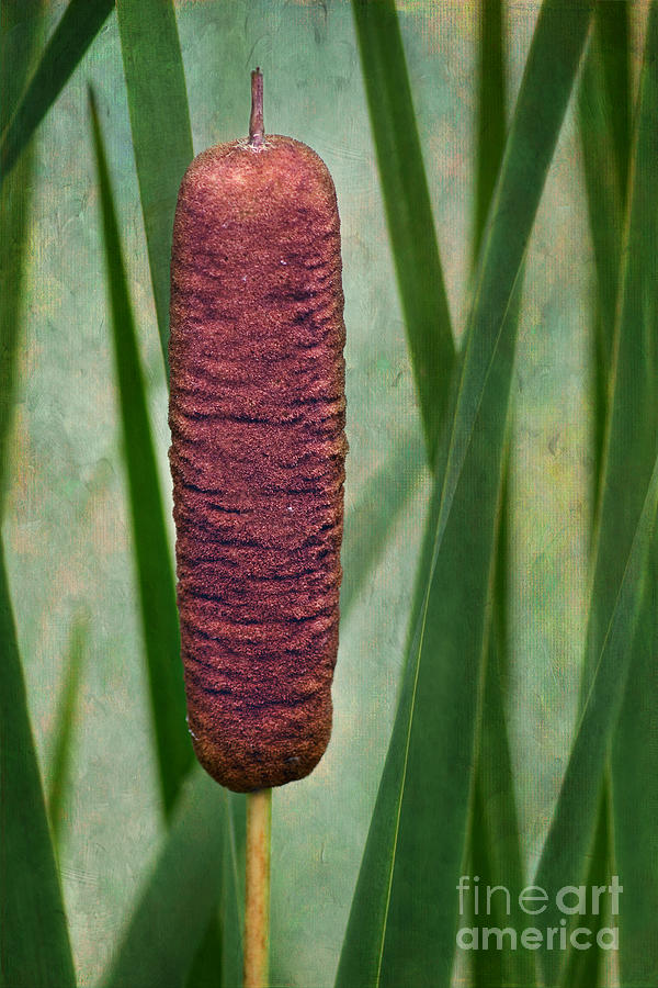 Up Movie Photograph - Cattail with texture by Nikolyn McDonald