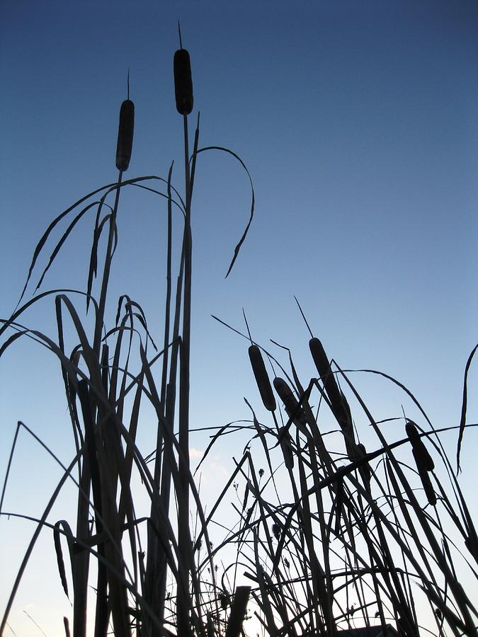 Nature Photograph - Cattails 2 by Will Boutin Photos