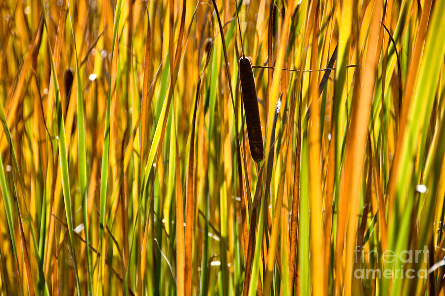Cattails Aflame Photograph