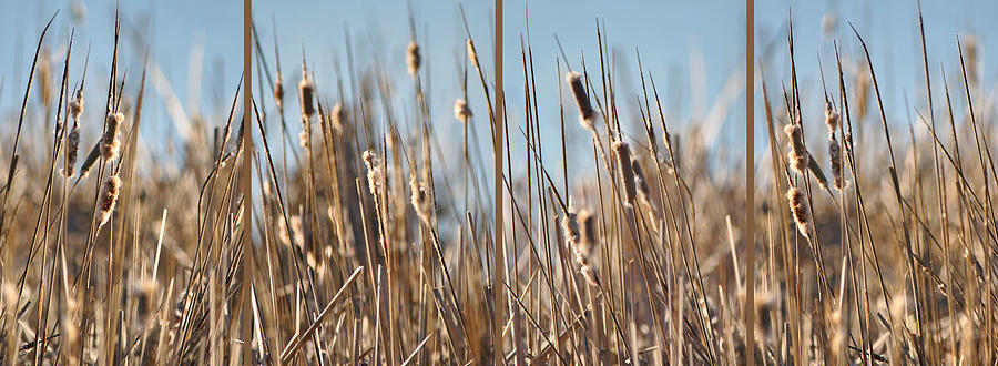 Cattails Against Blue Photograph by Leda Robertson