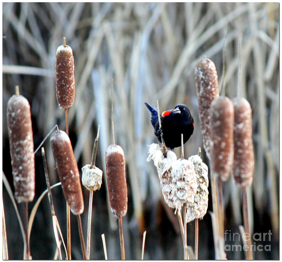 Cattails and Blackbird Photograph by Chris Anderson