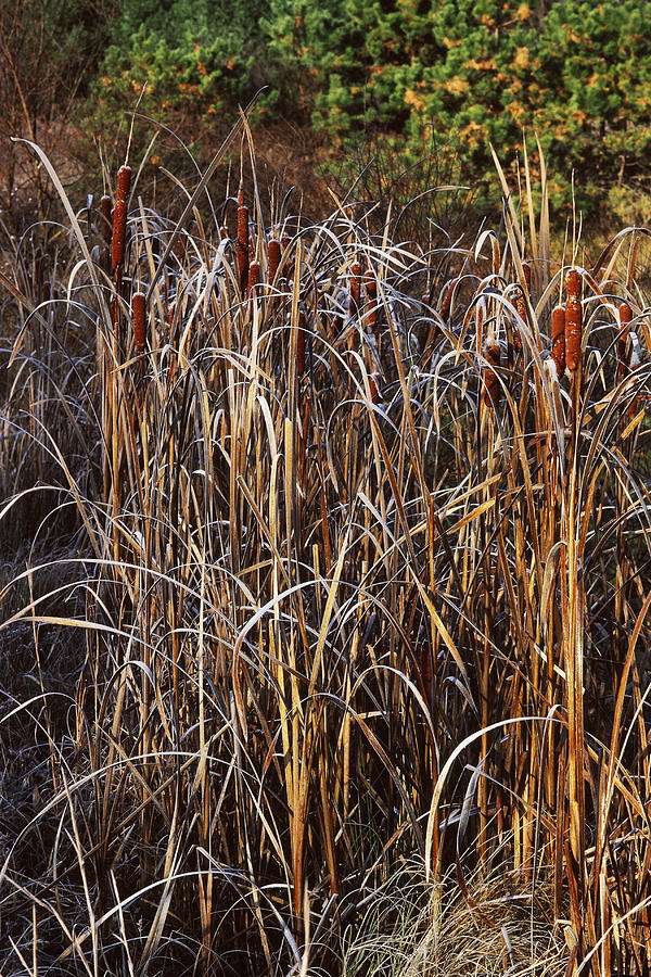 Cattails And Frost Photograph by Nicholas Bergkessel Jr