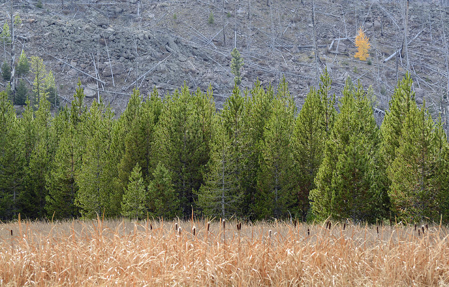 Cattails and Lodgepoles and a Lone Aspen Photograph by Bruce Gourley