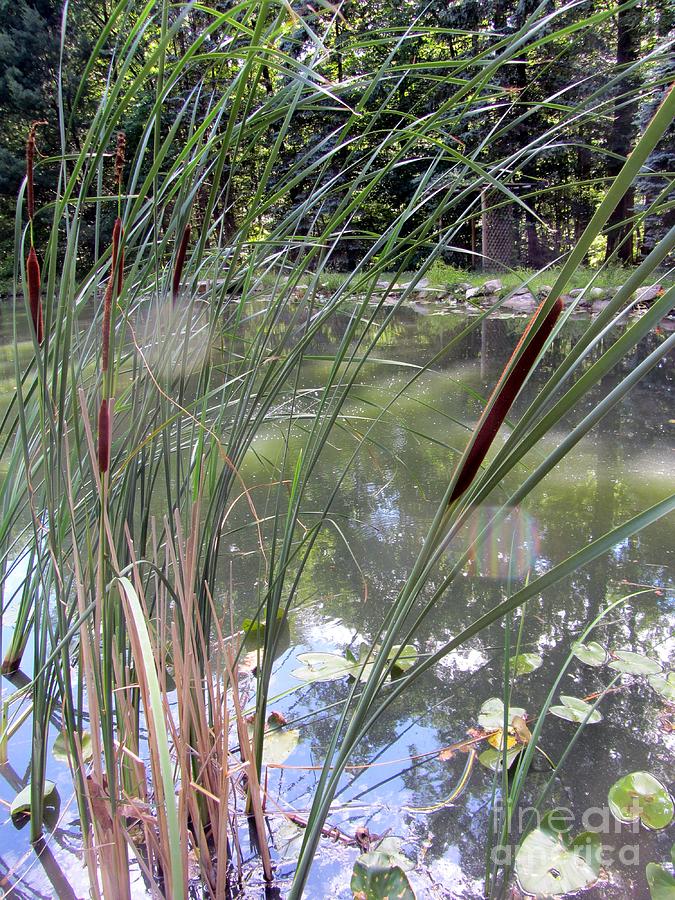 Cattails And Pond Photograph by Susan Carella