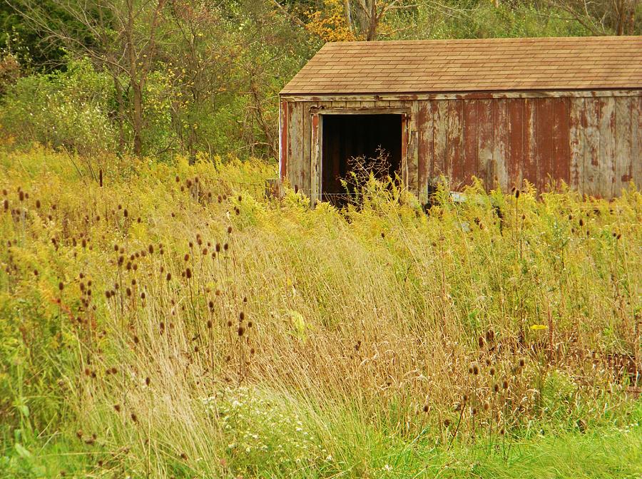 Cattails and Shack Photograph by Jean Goodwin Brooks