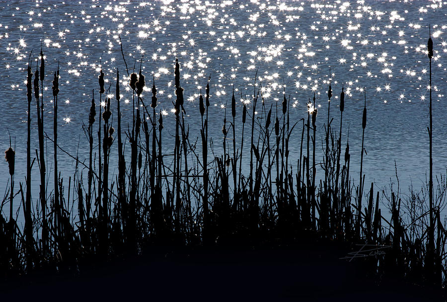 Landscape Photograph - Cattails and Sparkle by Barbara  White