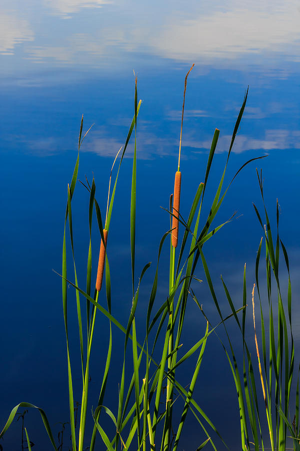 Nature Photograph - Cattails at Overholster by Doug Long