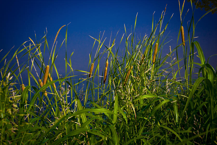 Cattails Photograph by Doug Long